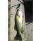 GET！BASS[V:4739]