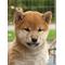 小山田（犬）の会