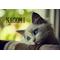 NAGOMI[V:462C]猫//にゃー
