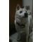 車高調ﾕﾆｯﾄ｢眉毛犬｣