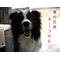 ＬＯＶＥ[A:F379]中型犬★