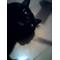 ねこ屋敷[D:F8C4]